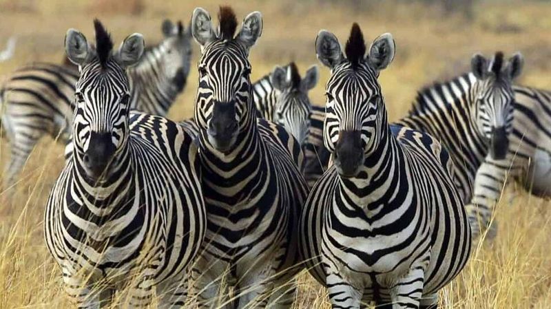 Zebra Genetic Diversity Under Threat