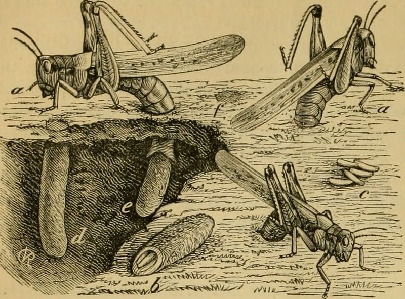 Rocky Mountain Locust: The Trillion-Strong Swarm