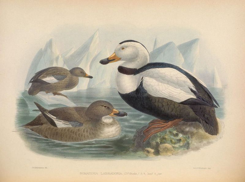 Labrador Duck