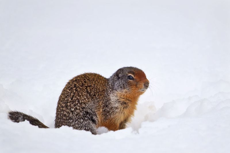 Hibernation Habits