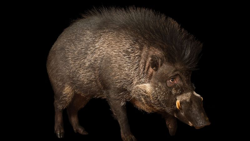 Wild Pigs Use Their Tusks For More Than Fighting