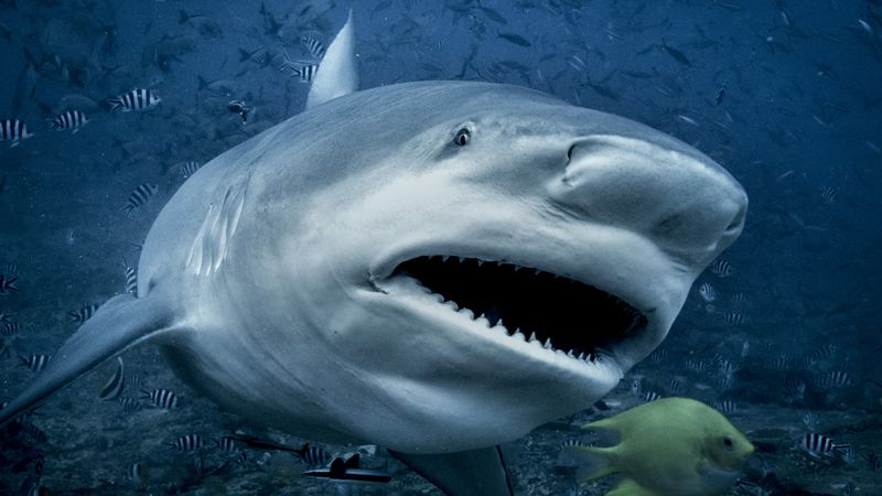 Bulls Often Hunt In Murky Or Shallow Waters