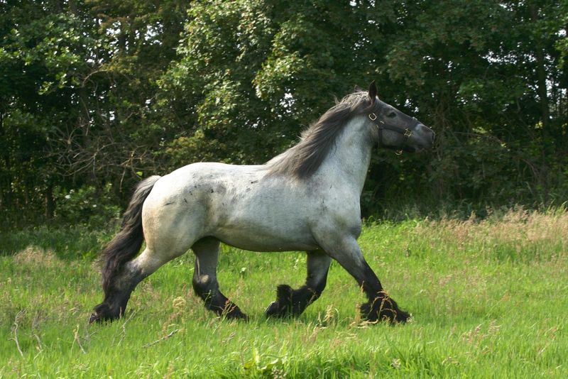 Powerful Personalities: Draft Horses