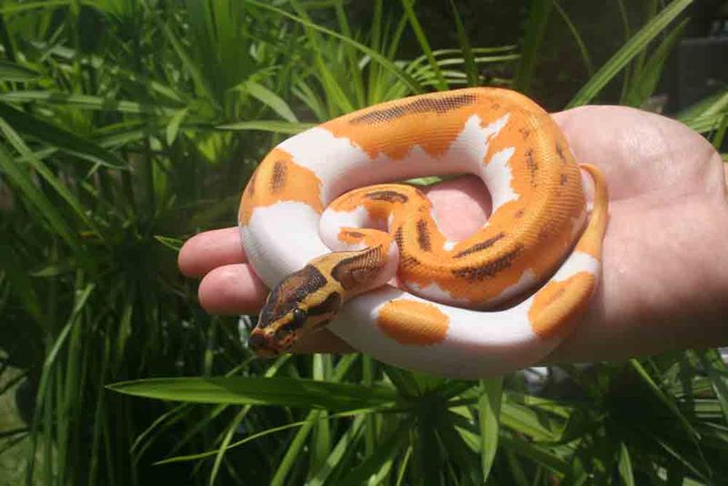 Genetics And Breeding Effects