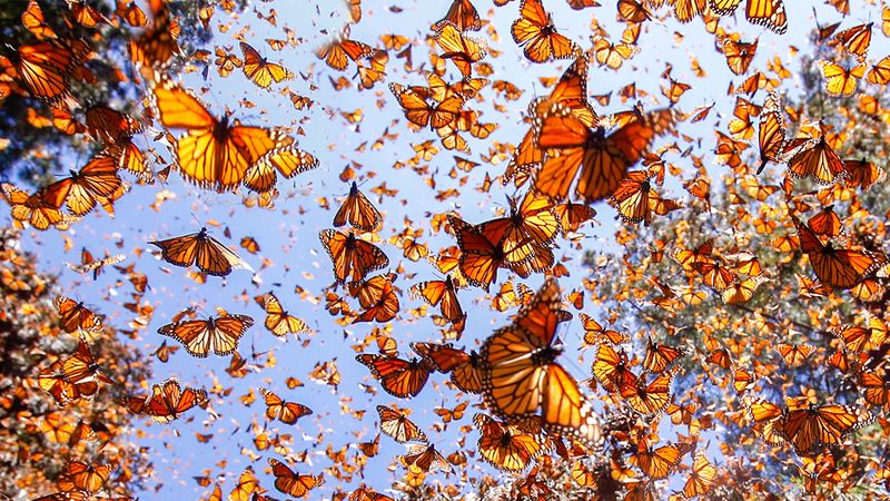 Migration Takes A Toll