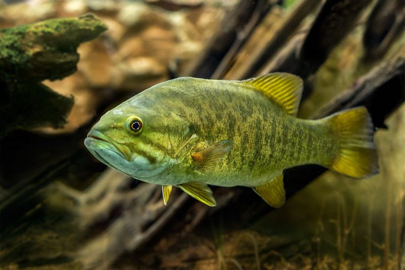 Feeding Habits That Differ