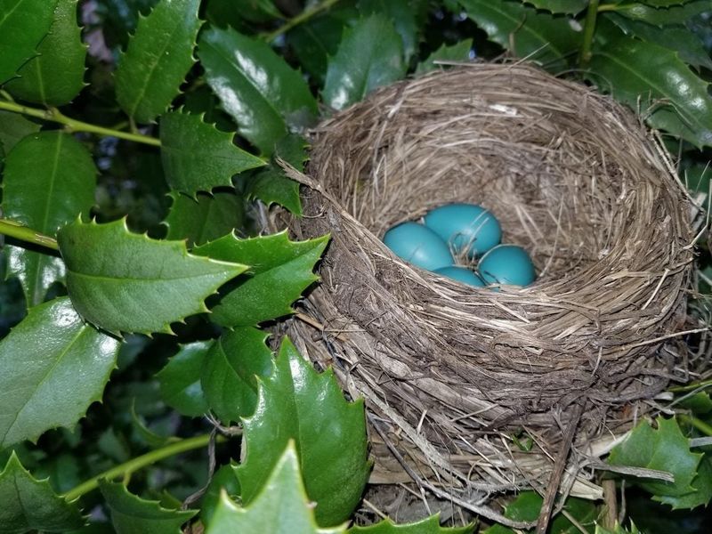 Precise Egg-Laying Schedule