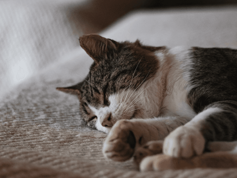 Altered Sleep Patterns