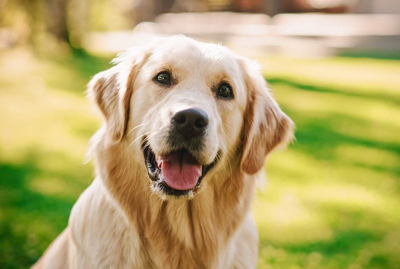 Loving Golden Retrievers