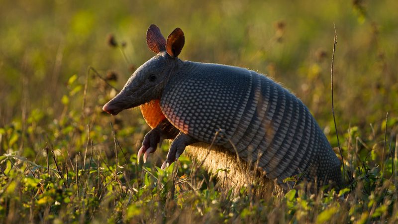 Texas – Nine-banded Armadillo