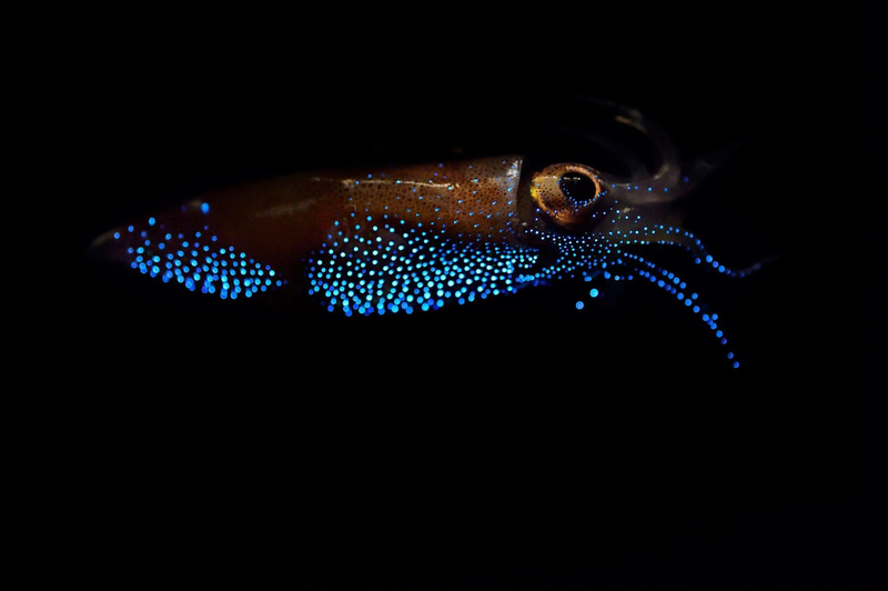 Bioluminescent Light Shows