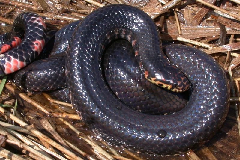 Mud Snake – The Spike-Tailed Specialist