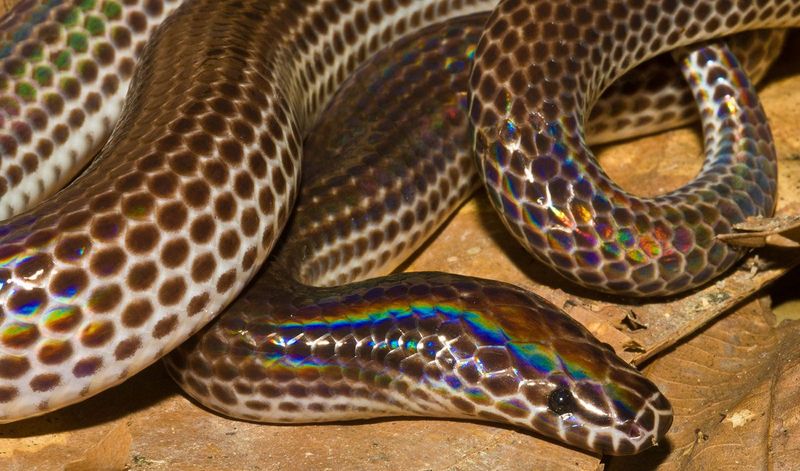 Rainbow Water Snake