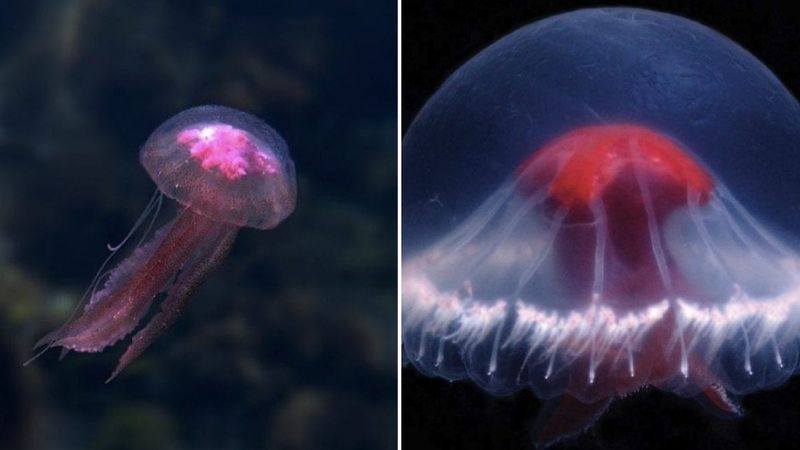 New Genus And Subfamily: Classifying The St. George's Cross Medusa
