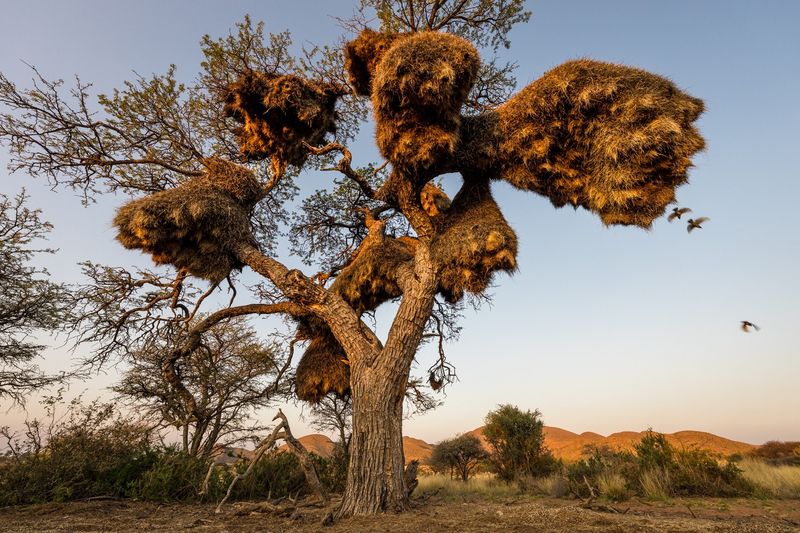 Sociable Weaver Bird Condos