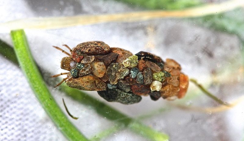 Caddisfly Larvae: Master Builders