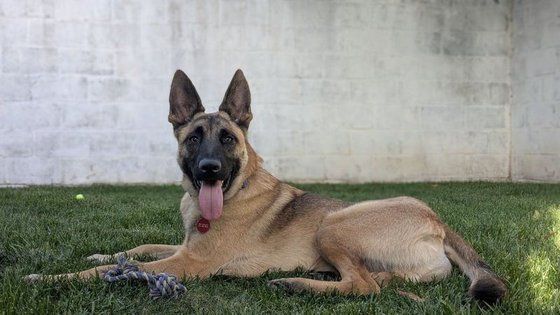 Shepherd Mixes: Natural Peacekeepers