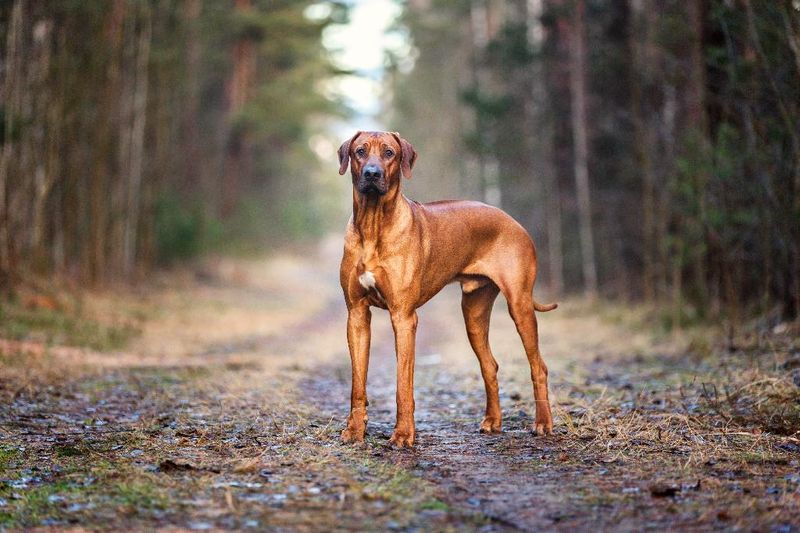 Dedicated Hunters: Rhodesian Ridgebacks