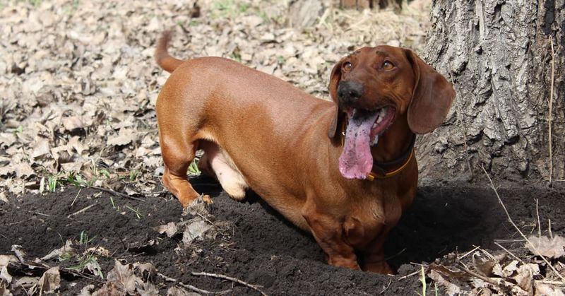 Dachshunds: The Tunnel Experts