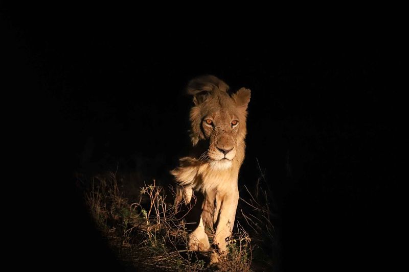 Nighttime Hunters