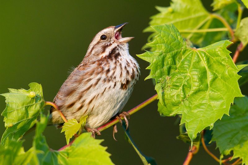 Pollution Damages Vocal Anatomy