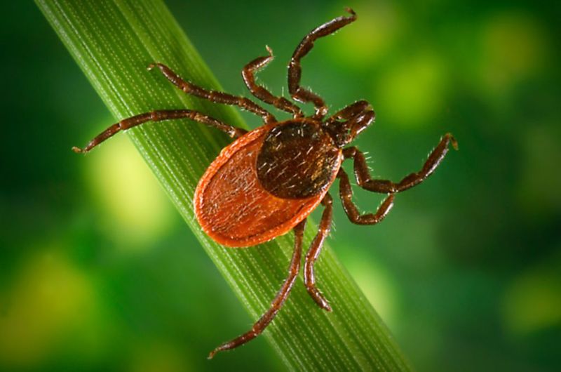 Stealthy Strikers: Ticks