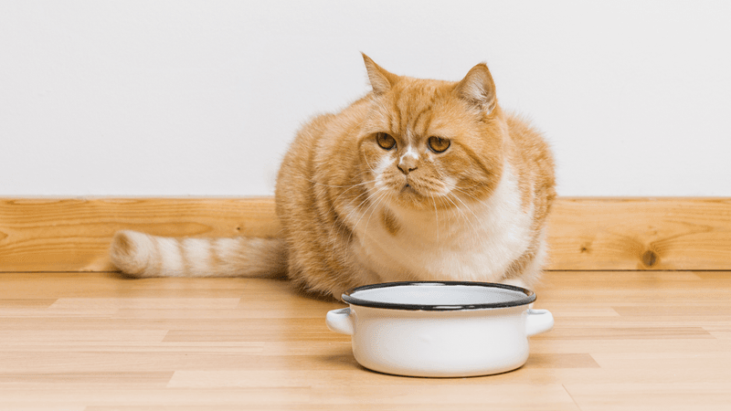 Food Preferences Become Unpredictable