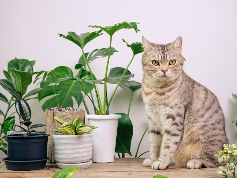 Digging In Houseplants