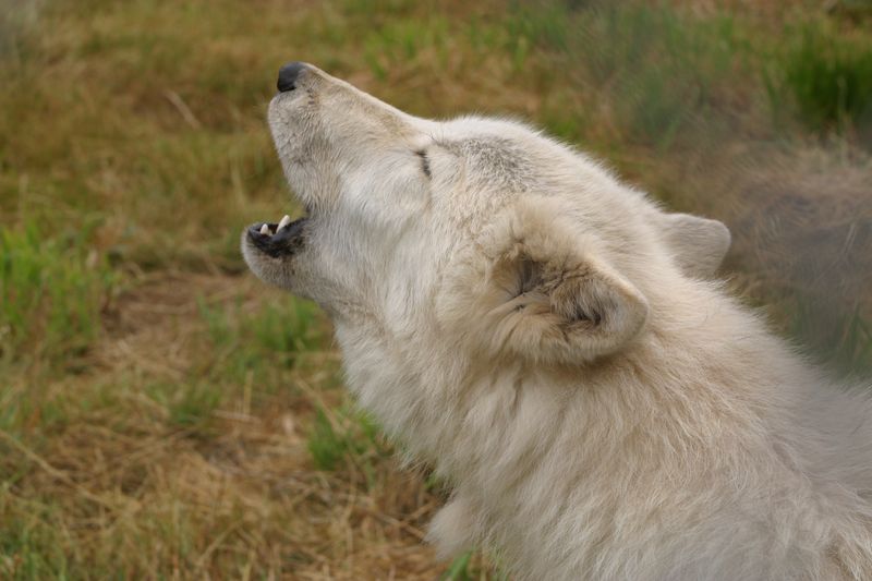 Exceptional Sensory Abilities
