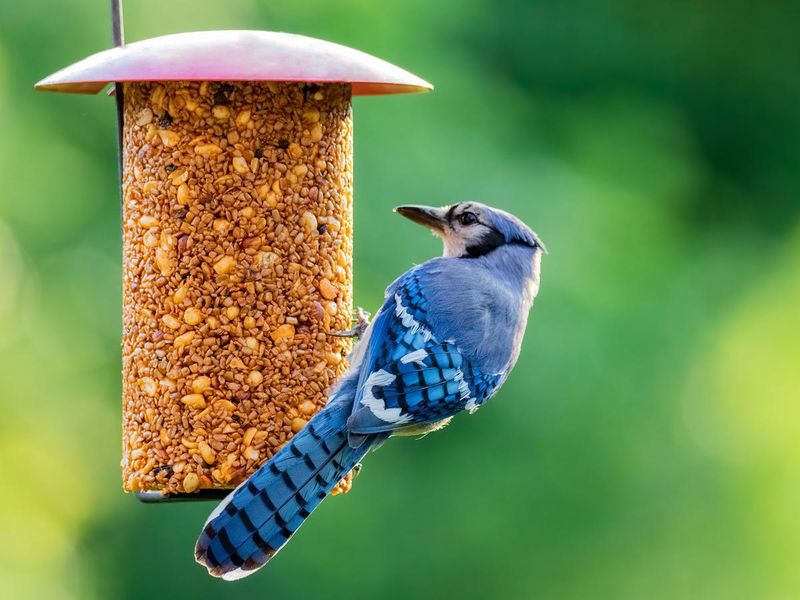 Feeding Pattern Changes