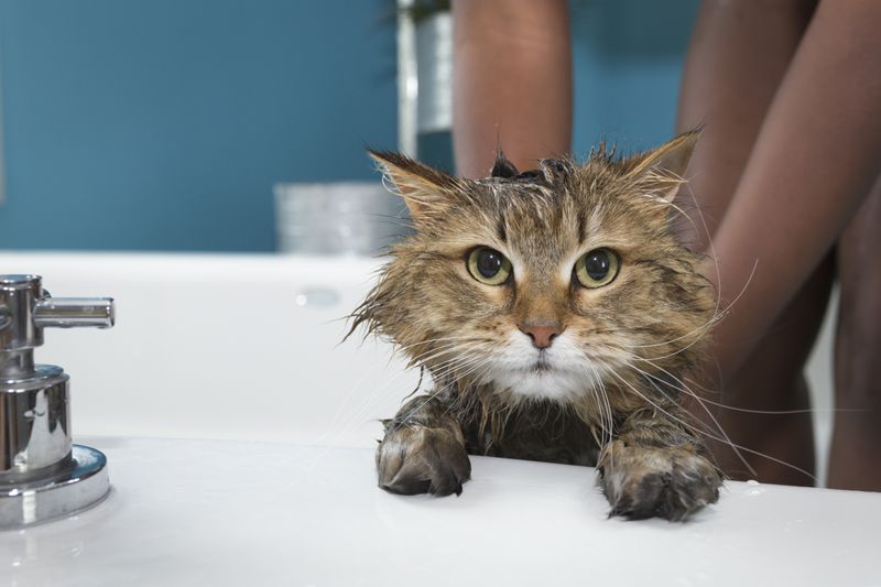 Grooming Expectations