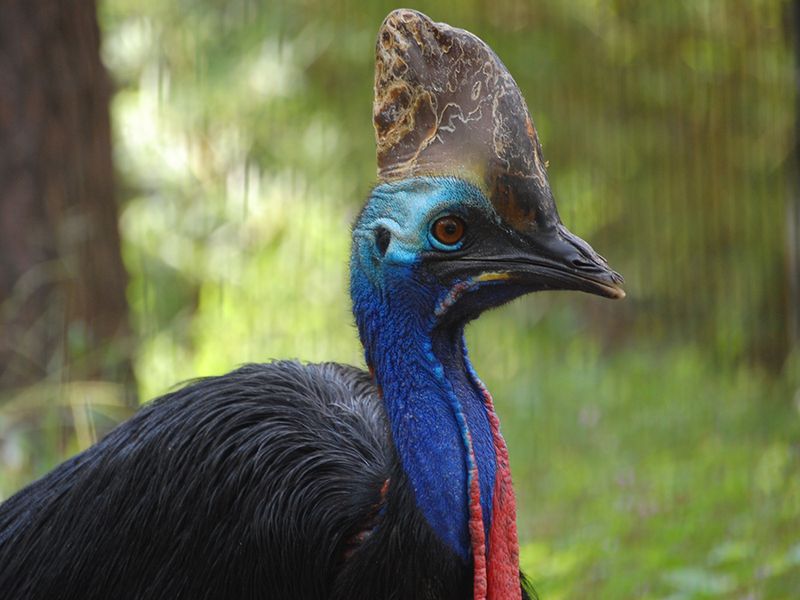 Climate Shift Favored Larger, Ground-Dwelling Species