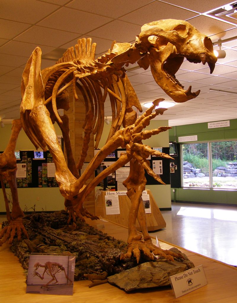 Massive Short-Faced Bears Dominated Both Continents