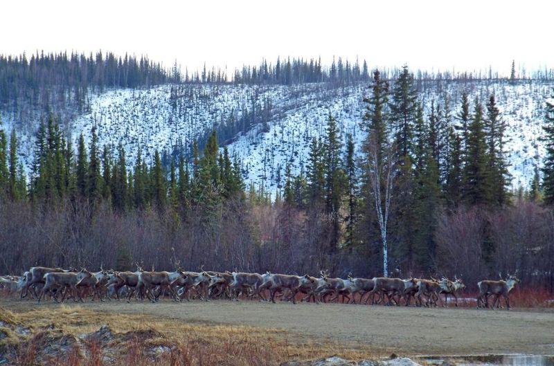 Fortymile Caribou Herd