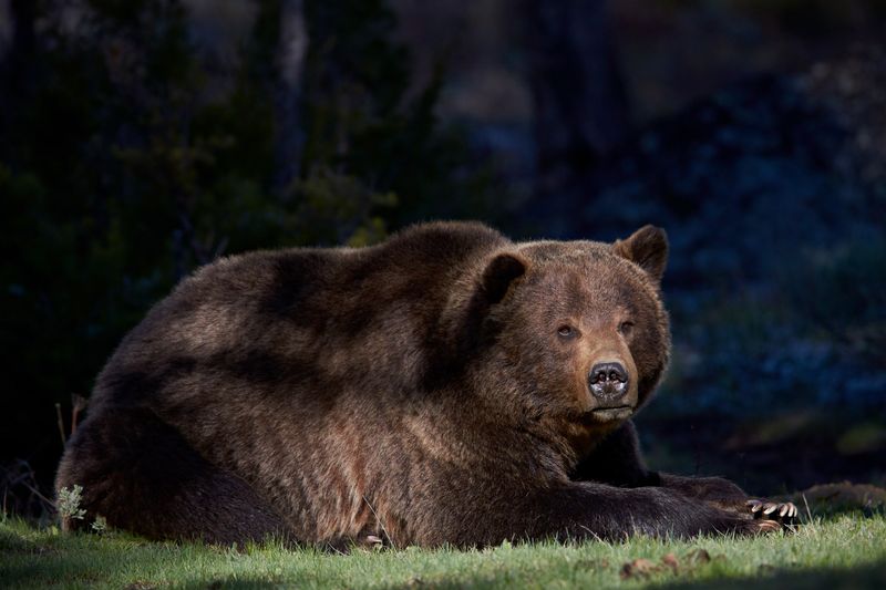 Bottom Line: Don't Expect Grizzlies In Texas Anytime Soon