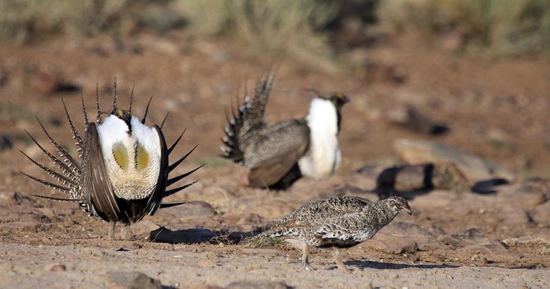 Utah – Greater Sage-Grouse