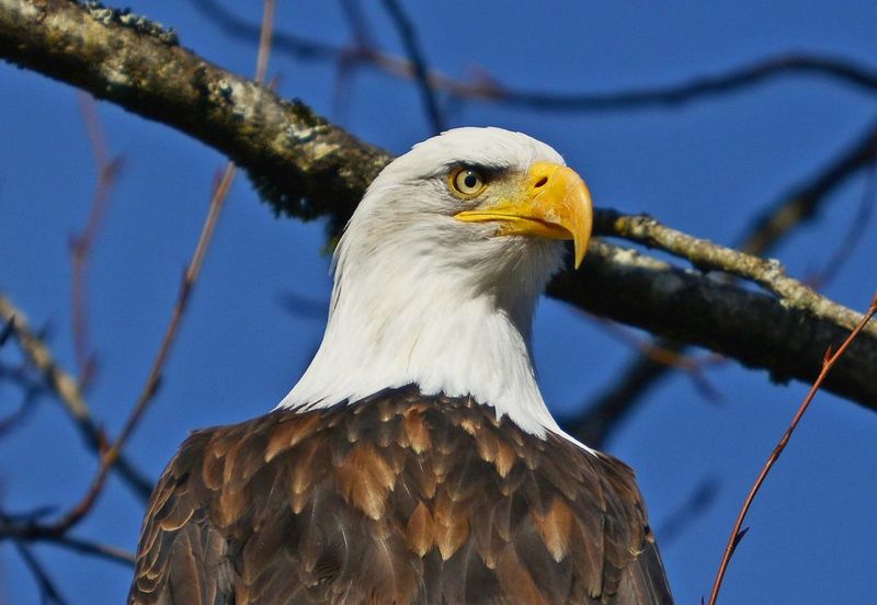 Washington's Soaring Bald Eagles
