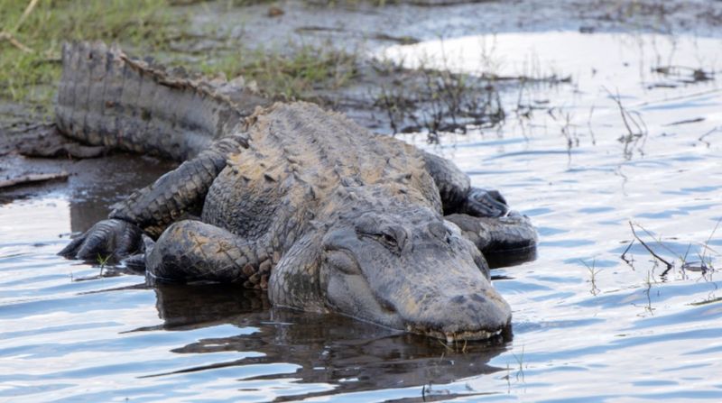 Georgia: Okefenokee's Ancient Predators