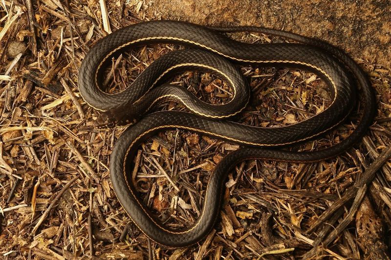 California Black Racer