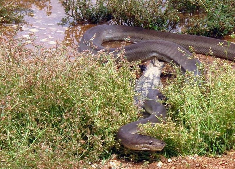 California Creek Colossus