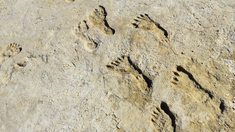 Prehistoric Creatures Shaped Texas' Natural History