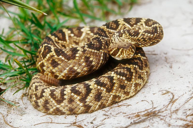 Florida: Swamp Serpents Thrive