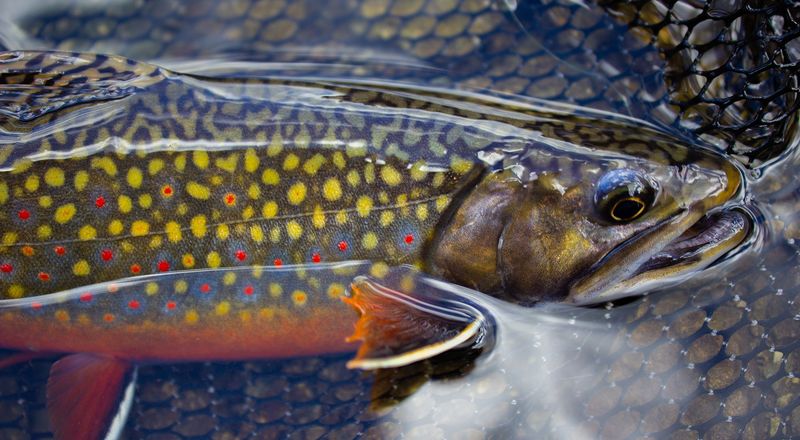 Brook Trout