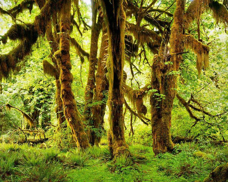 Washington's Olympic Peninsula Sanctuary