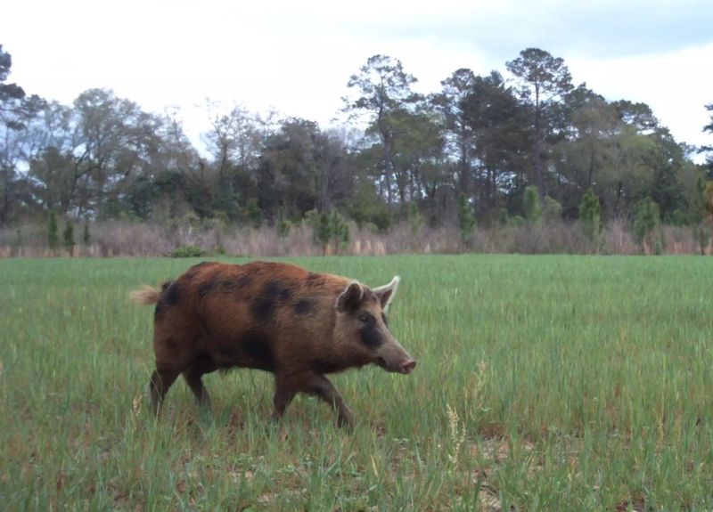 Florida: Swamp Swine Central