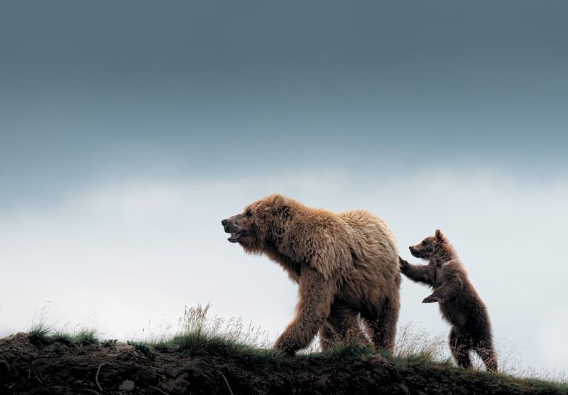 The Closest Wild Grizzlies Live Thousands Of Miles Away