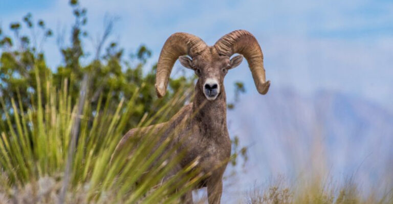 Texas Just Approved Helicopter Hunting For Invasive Sheep - Here's What You Should Know