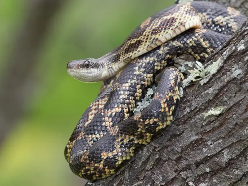 Bull Snake