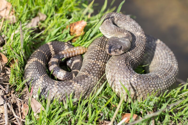 California's Venomous Variety