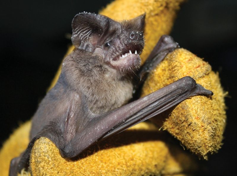 Florida's Tropical Paradise For Bats